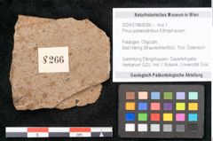 Foto (Objekt + Etikett) von Pinus palaeostrobus Ettingshausen (NHMW-GEO-2024-0188-8266)